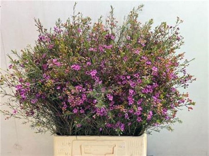 <h4>CHAME UN PURPLE PRID</h4>