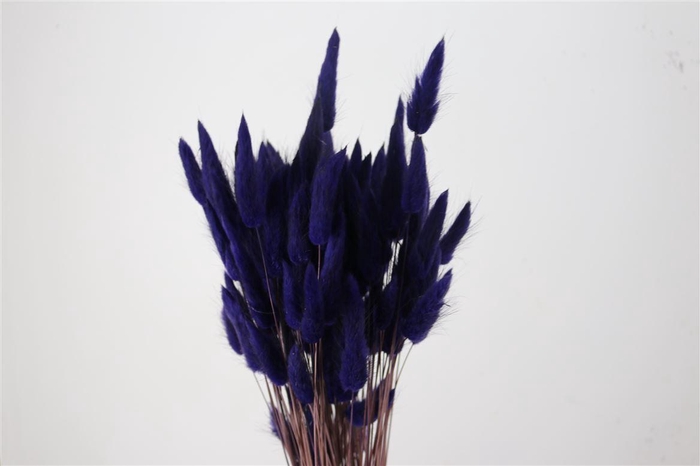 Dried Lagurus X5 Bl Lavender Bunch