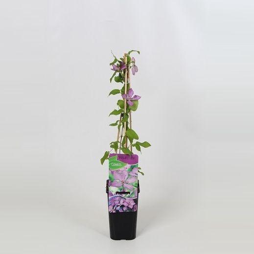 <h4>Clematis Margaret Hunt</h4>