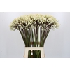 Agapanthus Barcelona