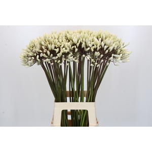 Agapanthus Barcelona
