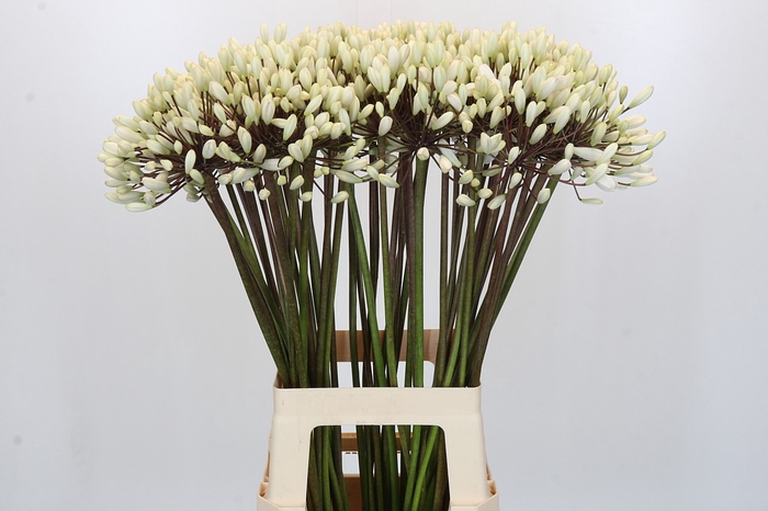 <h4>Agapanthus Barcelona</h4>