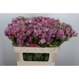 R Tr Purple Sky Op 5