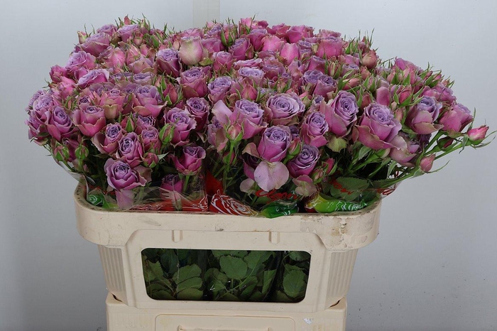 <h4>R Tr Purple Sky Op 5</h4>