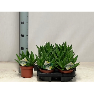 ALOE PERFOLIATA