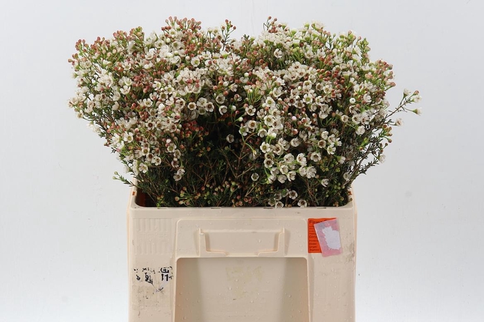 <h4>Chame Mi Liron</h4>