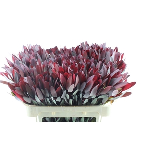 Leucad Saf Sunset Ex