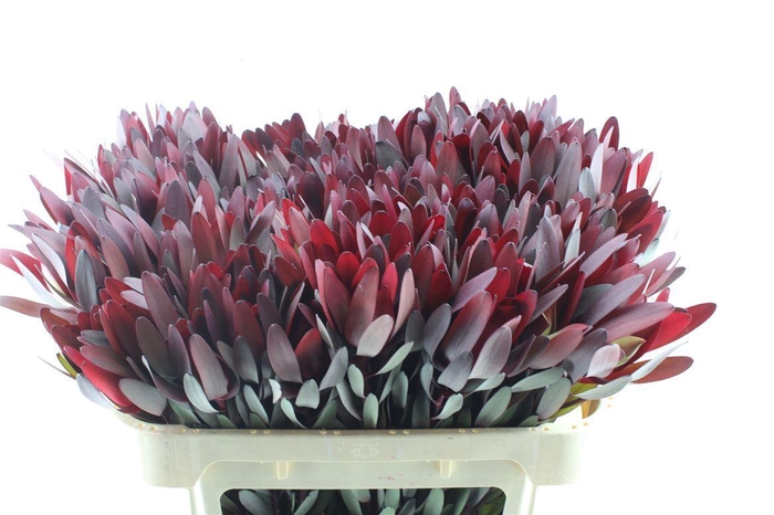 <h4>Leucad Saf Sunset Ex</h4>