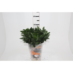 FOLHAGEM RUSCUS 040 CM