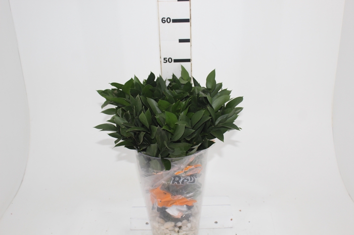 FOLHAGEM RUSCUS 040 CM