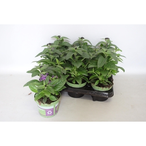 Heliotroop Dark Blue