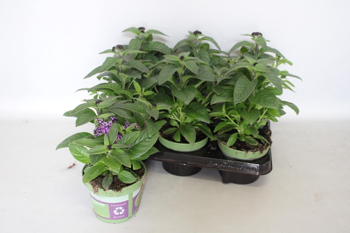 <h4>Heliotroop Dark Blue</h4>