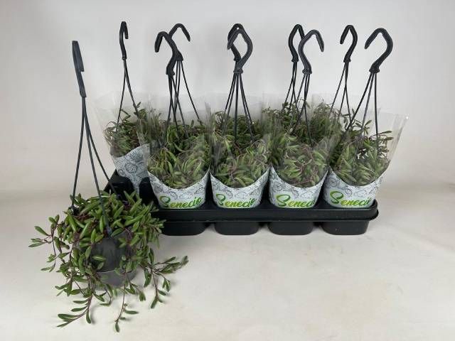 <h4>SENEC H PURPLE FLUSH</h4>
