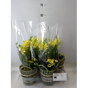 Arr.  Phalaenopsis  H%