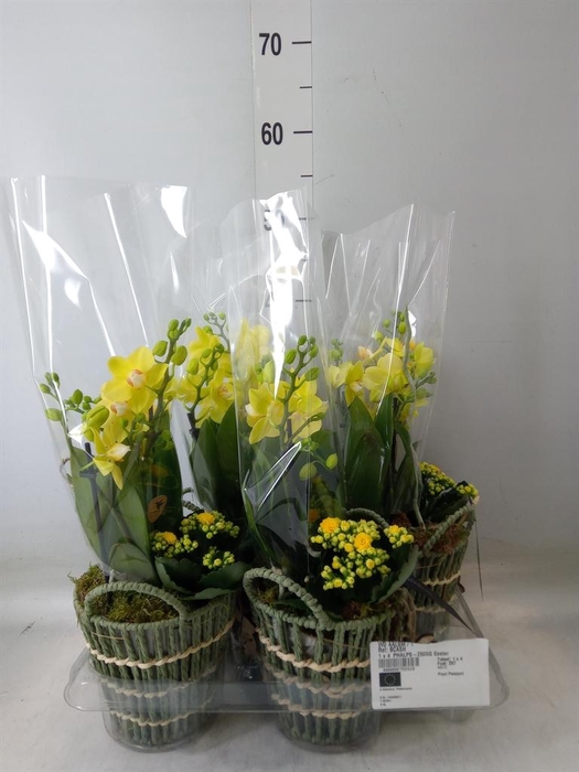 <h4>Arr.  Phalaenopsis  H%</h4>