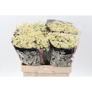 Tana Pa Single Vegmo