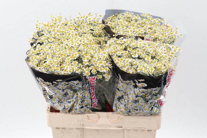 <h4>Tana Pa Single Vegmo</h4>