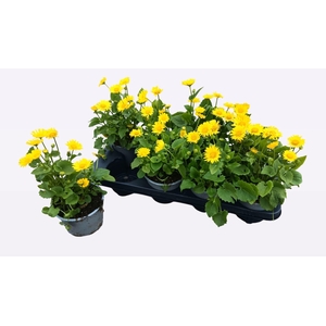 DORO OR LEONARD COMP