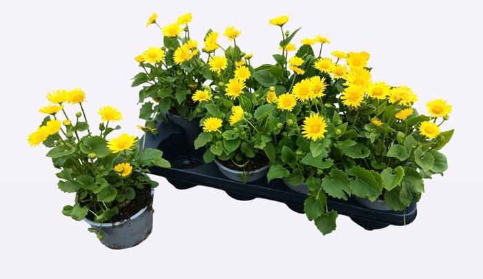 <h4>DORO OR LEONARD COMP</h4>