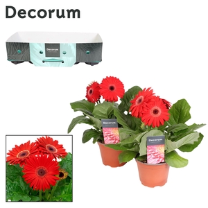 Gerbera 2+ bl. 12cm rood (diverse kleurtinten) Decorum