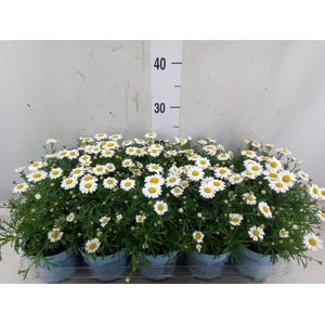 Argyranthemum  'La Rita Comp White'