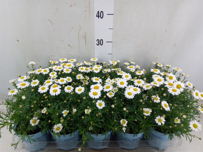 <h4>Argyranthemum  'La Rita Comp White'</h4>