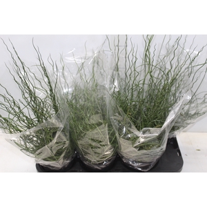 JUNCUS SPIRALIS P15