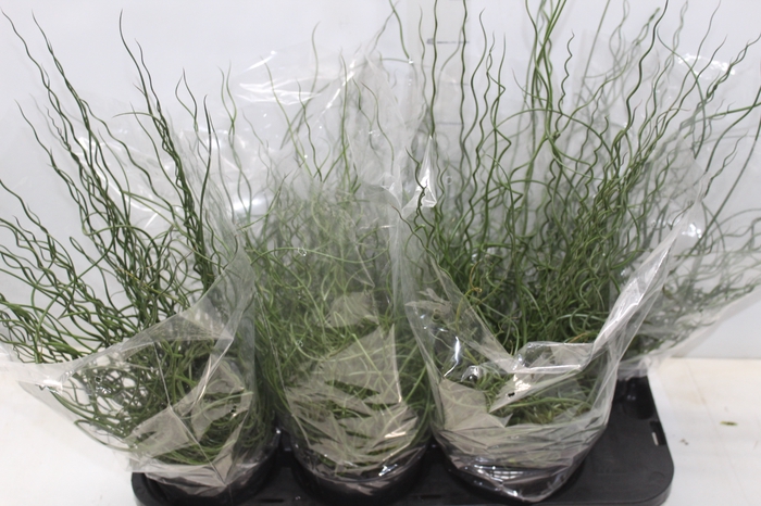 <h4>JUNCUS SPIRALIS P15</h4>