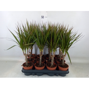 Dracaena marg.