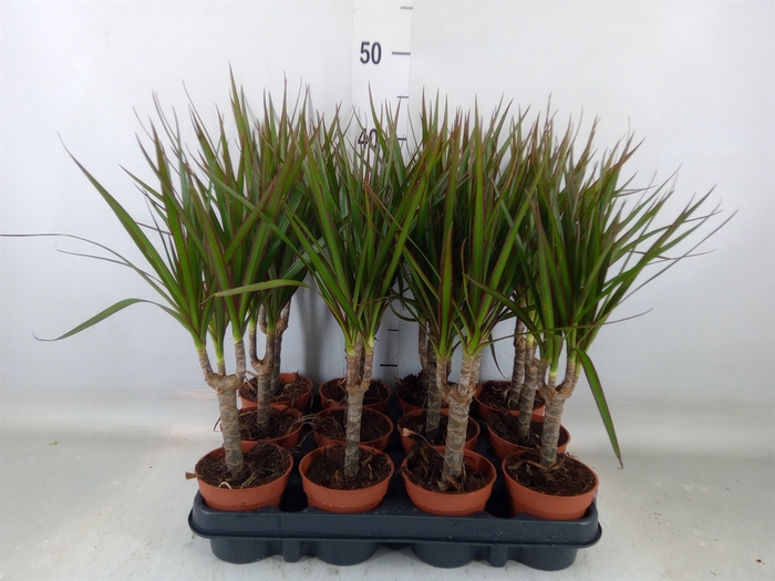 <h4>Dracaena marg.</h4>