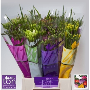 Freesia enk Mix