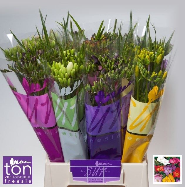 <h4>Freesia enk Mix</h4>