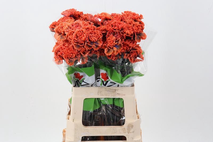 <h4>Di St Klb Gothic Orange Funza</h4>