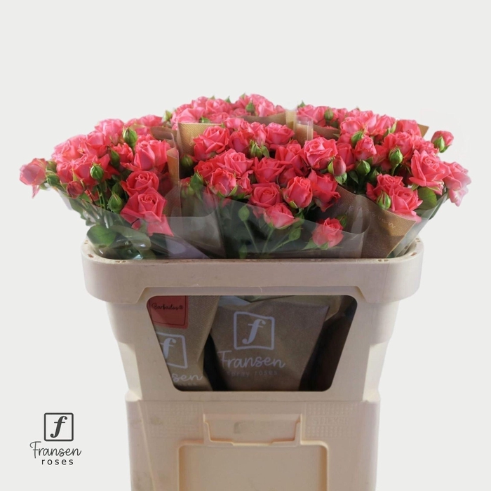 <h4>Rosa TR 'Barbados'</h4>