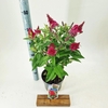 Buddleja Butterfly Candy Little Rub
