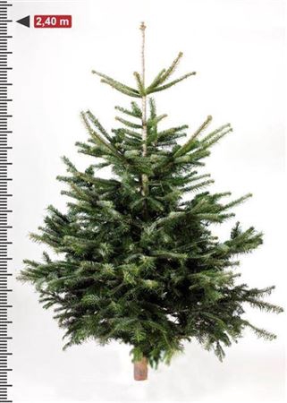 <h4>Abies Nordmanniana In Net</h4>