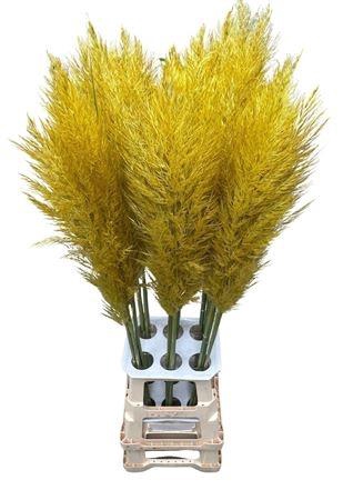 <h4>SNIJBLOEMEN KLB H%</h4>