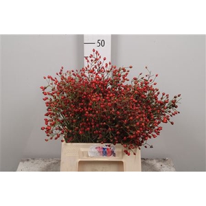 Rosa Prinsberry Fire
