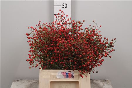<h4>Rosa Prinsberry Fire</h4>