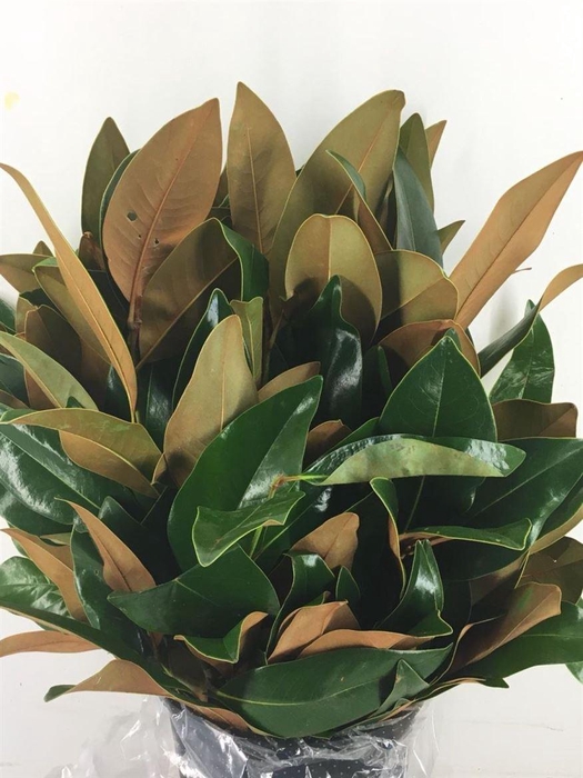 <h4>Magnolia Leafs</h4>