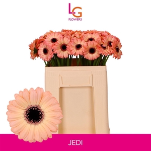 Ge Mi Jedi