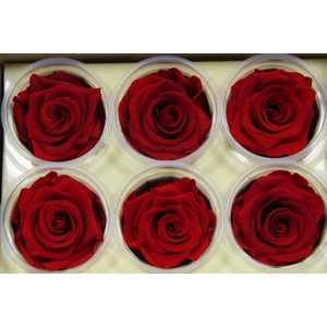 R Prs Red Cherry
