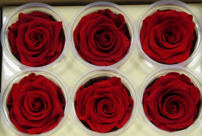 <h4>R Prs Red Cherry</h4>