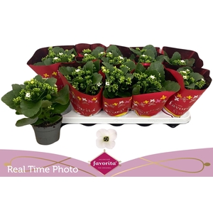 KAL EN ASTERIA WHITE