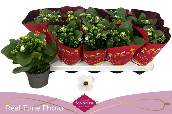 <h4>KAL EN ASTERIA WHITE</h4>