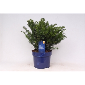 Taxus baccata 'Repandens'