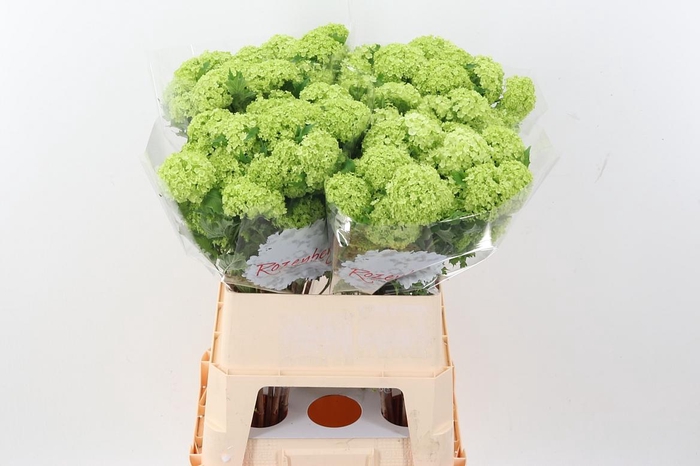 <h4>Viburnum Roseum St</h4>