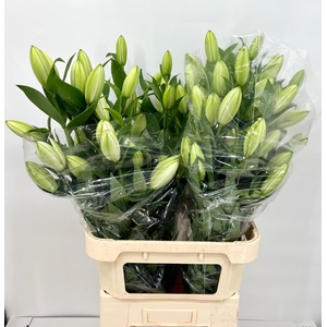 Lilium (Oriental Grp) double Roselily Petronella