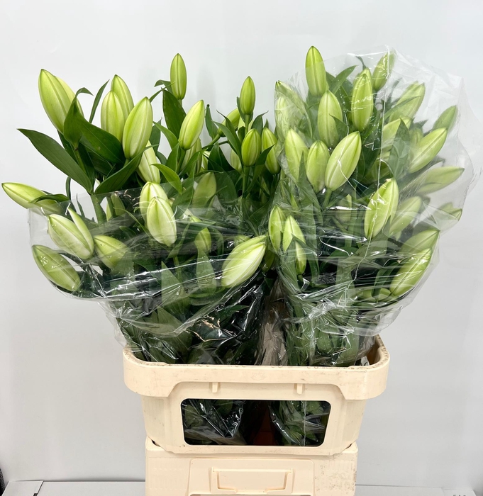 <h4>Lilium (Oriental Grp) double Roselily Petronella</h4>