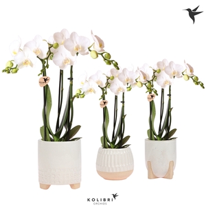 Kolibri Orchids Phalaenopsis white 3 spike in Desert pot white